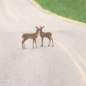 Meet your Posher, Bob